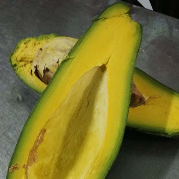 Cây giống Bơ Sáp Da Xanh .