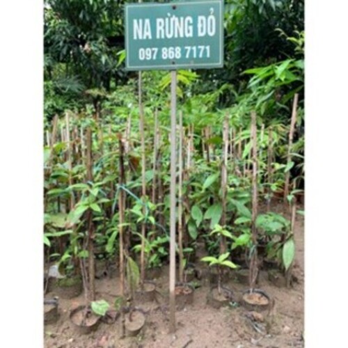 Cây Na Rừng Đỏ - Nhà vườn Xuân Khương