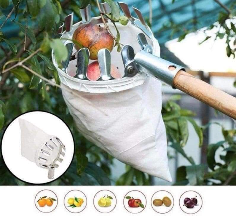 ĐẦU VỢT HÁI TRÁI CÂY