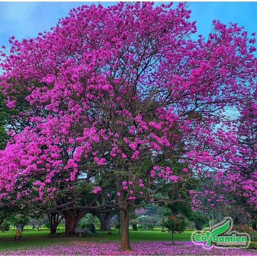 Cây phong linh tím giống