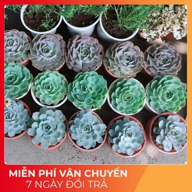 Sen Đá Size Đại 60k/chậu