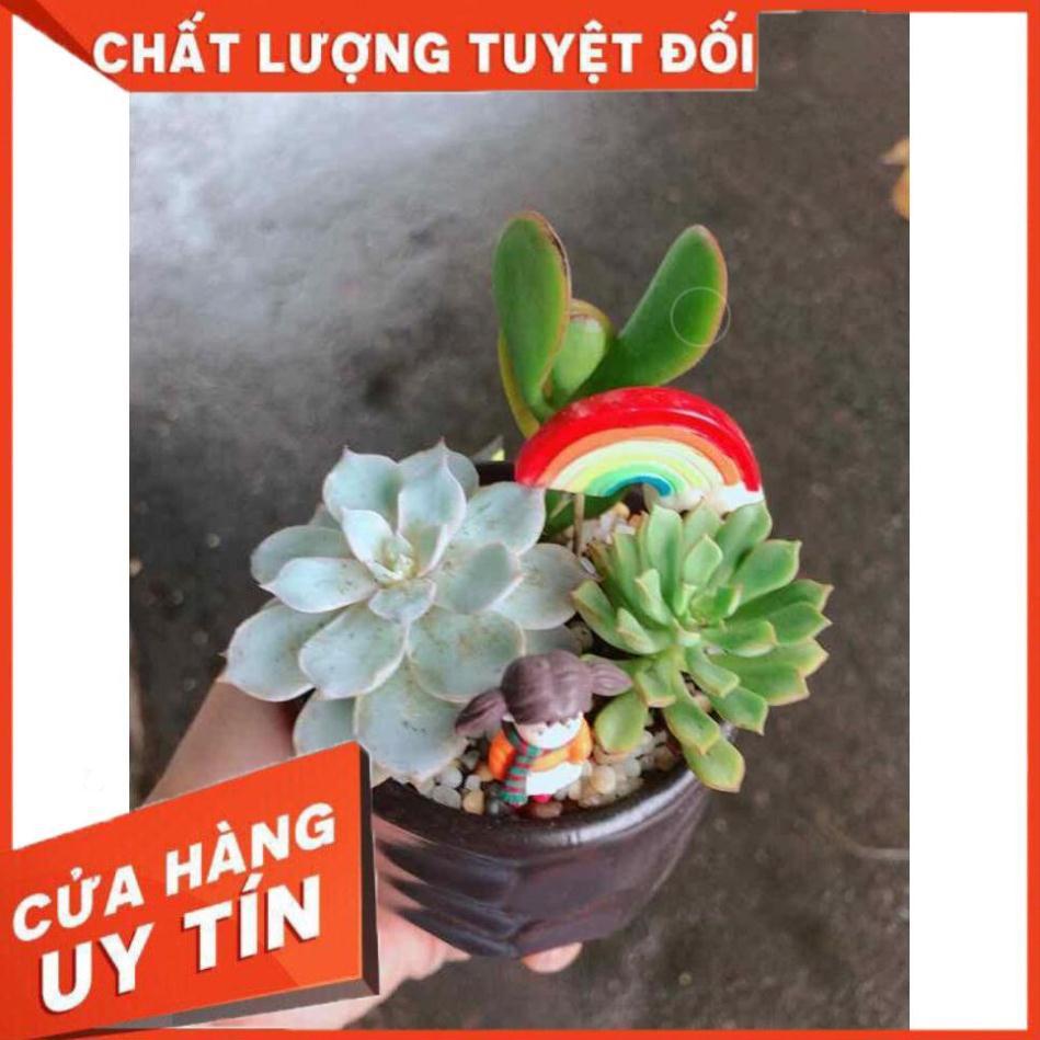 Chậu sen đá tiểu cảnh Nhiều Người Mua