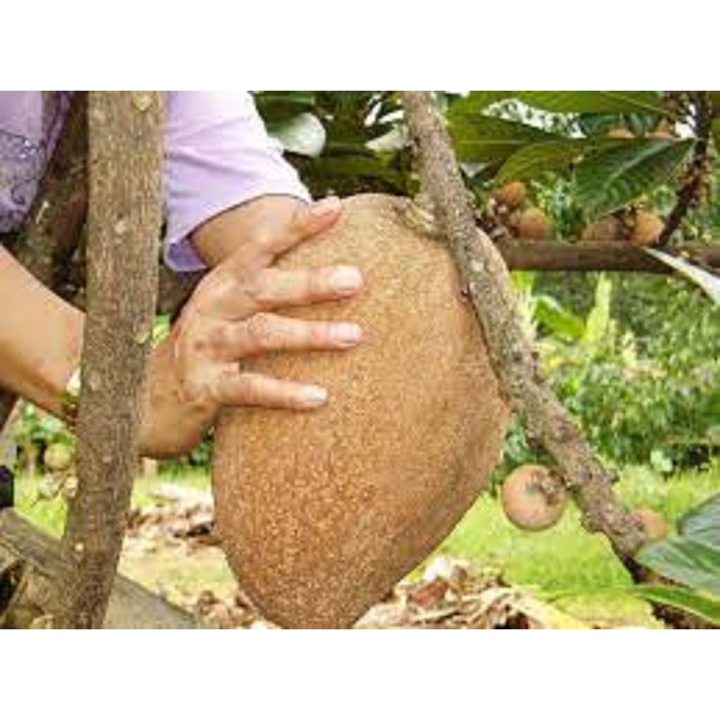 CÂY GIỐNG HỒNG XIÊM RUỘT ĐỔ KHỔNG LỒ