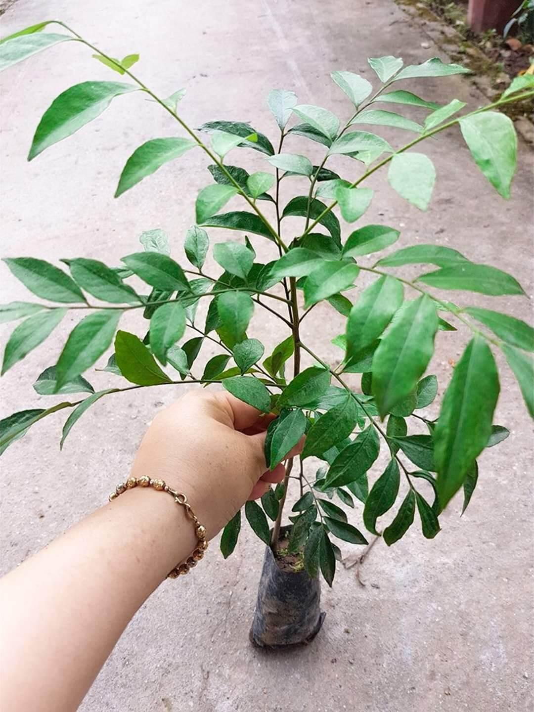 Combo 5 cây móc mật siêu tốt