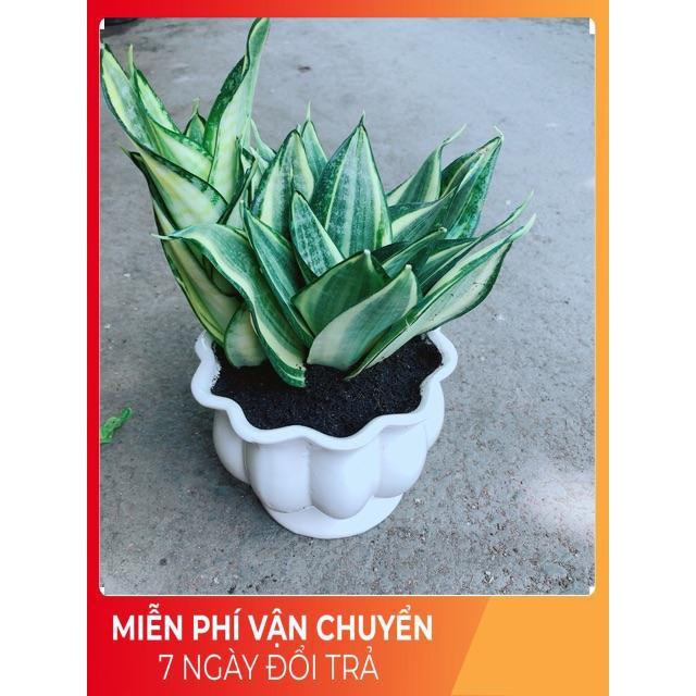 Chậu Lưỡi Hổ Thái
