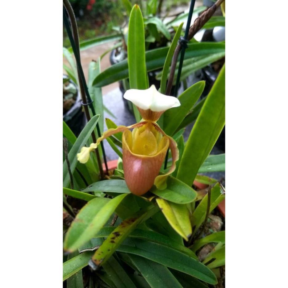1 bó lan HÀI COOCI RỪNG NGHỆ AN + Tặng 01 cây dâu da đất