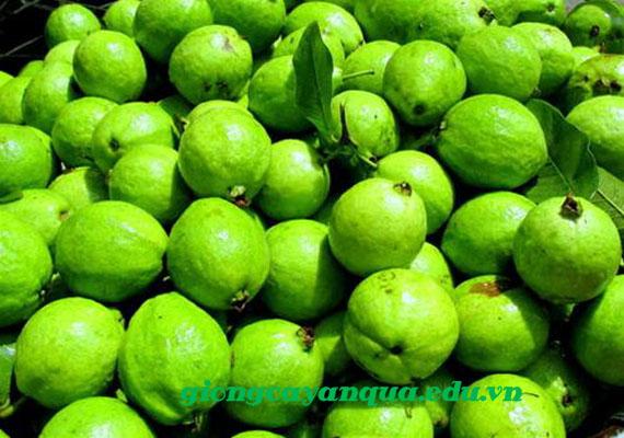 4 KG QUẢ ỔI SẺ RỪNG. [ ỔI SẺ RỪNG TỨ QUÝ ruột trắng ] [ vị giòn ngon vs ngọt ]