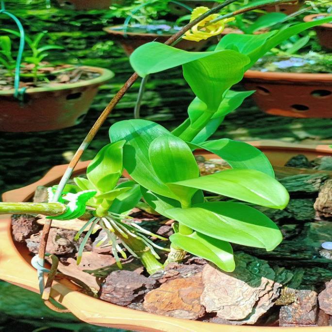 Sản Phẩm Hoa phong lan phi điệp - 6 mắt thái bình( cây cao 15cm )