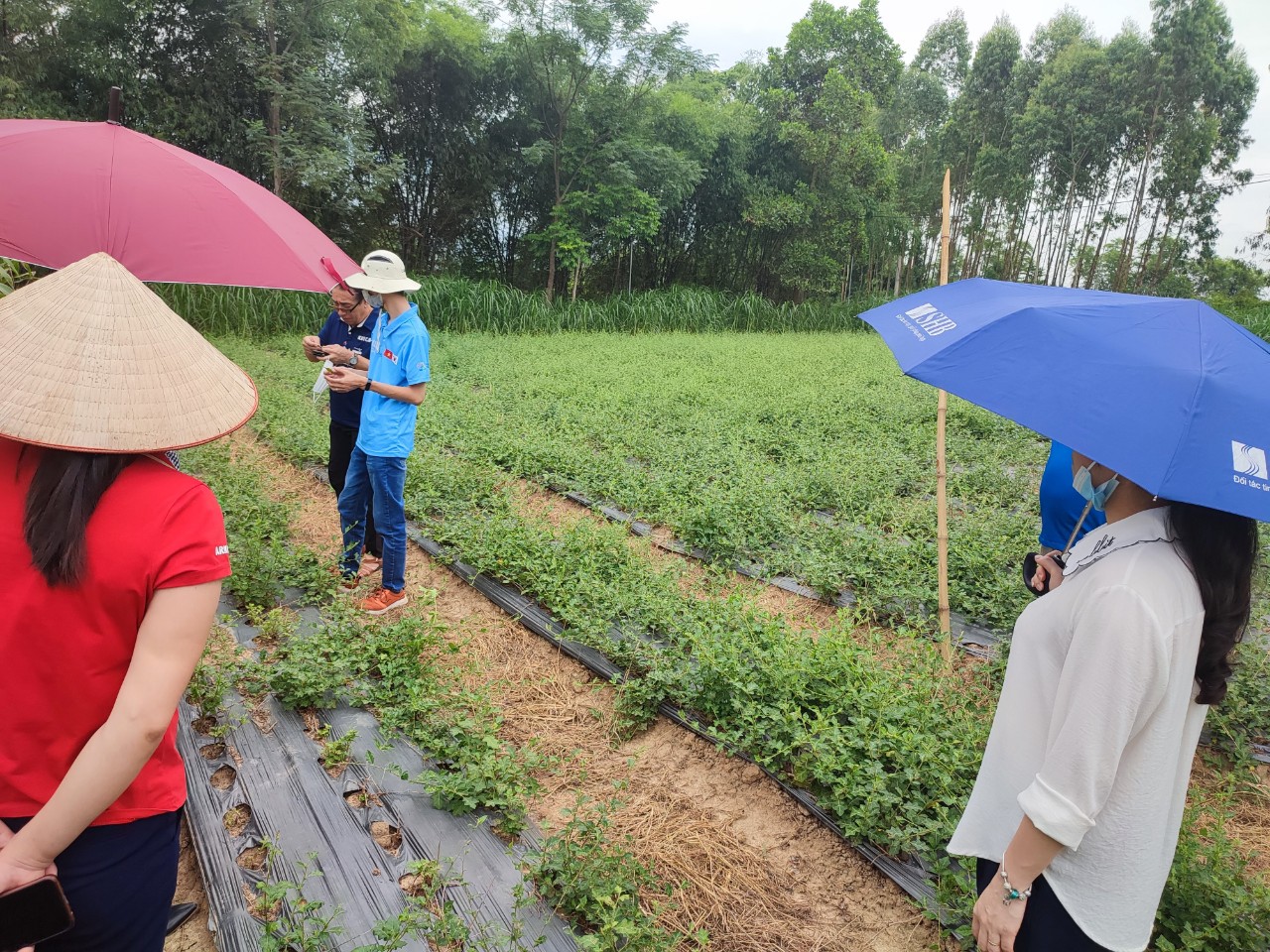 Trà Cà Gai Leo Hợp Hòa - Cà gai leo+Xạ đen+Cỏ Ngọt - 50 túi lọc - OCOP 4 Sao