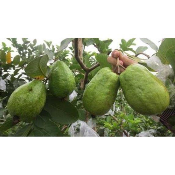 CÂY GIỐNG ỔI RUBI KHÔNG HẠT THÁI LAN SIÊU NGON SIÊU QUẢ- CAM KÊT GIỐNG CHUẨN F1 + Tặng 01 cây dâu da đất