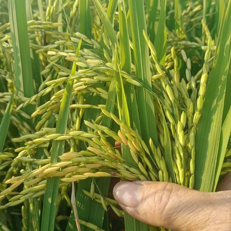 CHẮC HẠT CHAI 1 LÍT - Giúp hạt chắc tới cậy, hạt to tròn, vàng sáng, nặng kí, hạn chế lem lép hạt lúa.