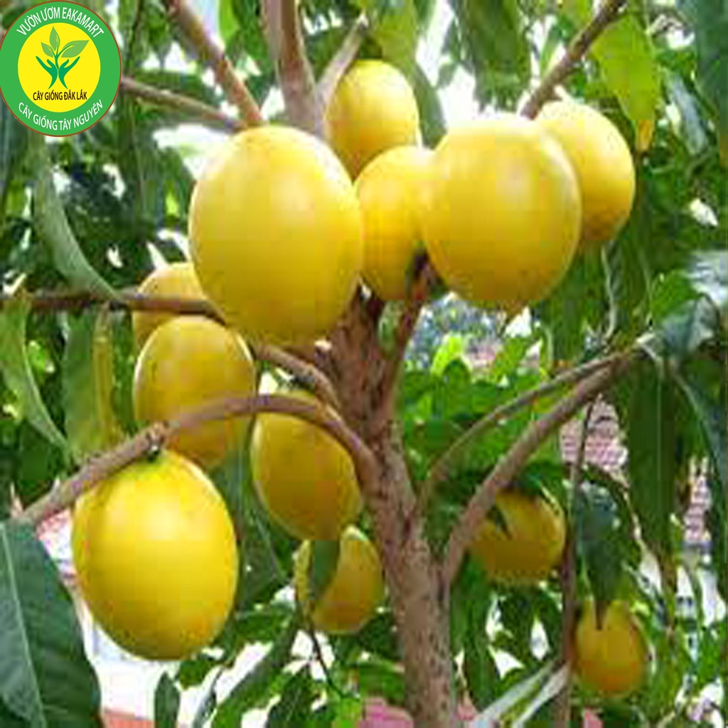 Giống Vú Sữa Hoàng Kim