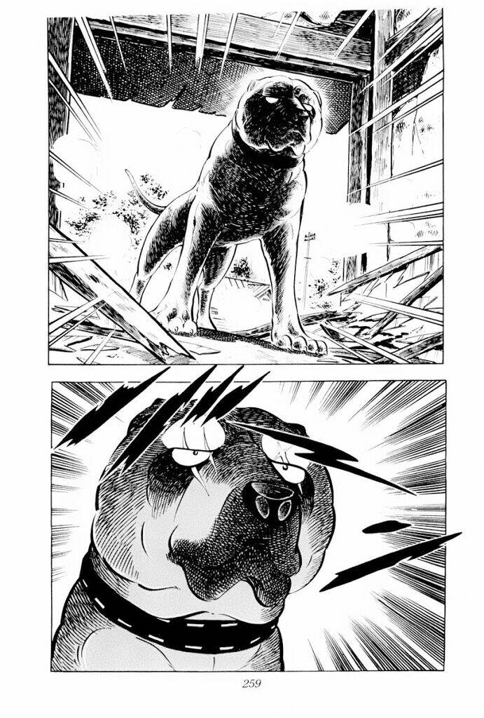 chú chó có nghĩa - ginga nagareboshi gin chapter 30 17