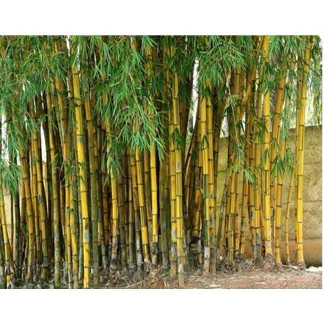 Cây tre vàng, tre vàng sọc xanh  giống -cây vừa làm cảnh, vừa thu măng - cây giống tách khóm gốc mẹ