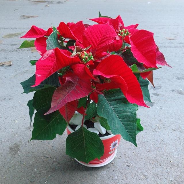 Chậu Cây Trạng Nguyên