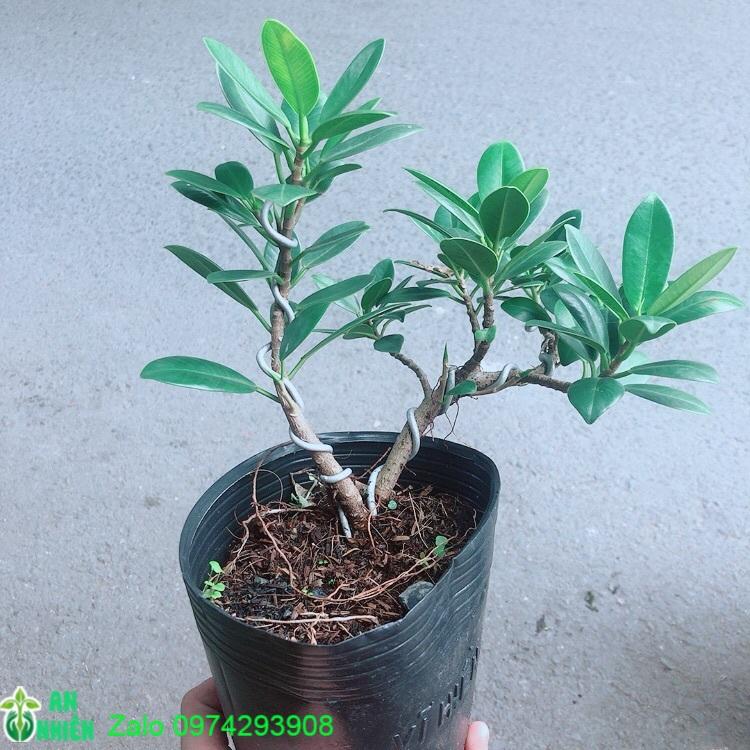 Cây Da Nhật Bonsai