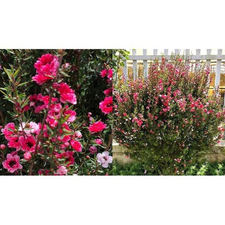 Chậu Cây hoa tùng tuyết mai