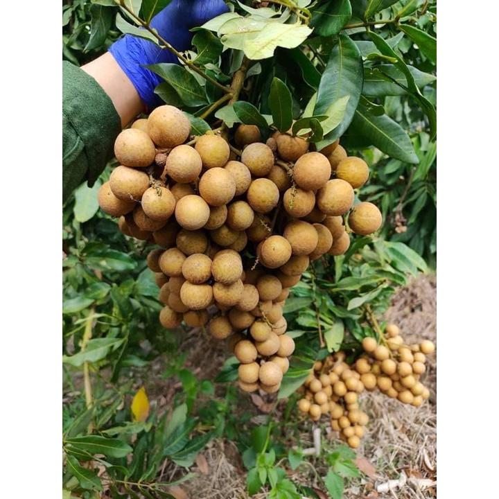 Cây giống nhãn hương chi Đăk Lăk