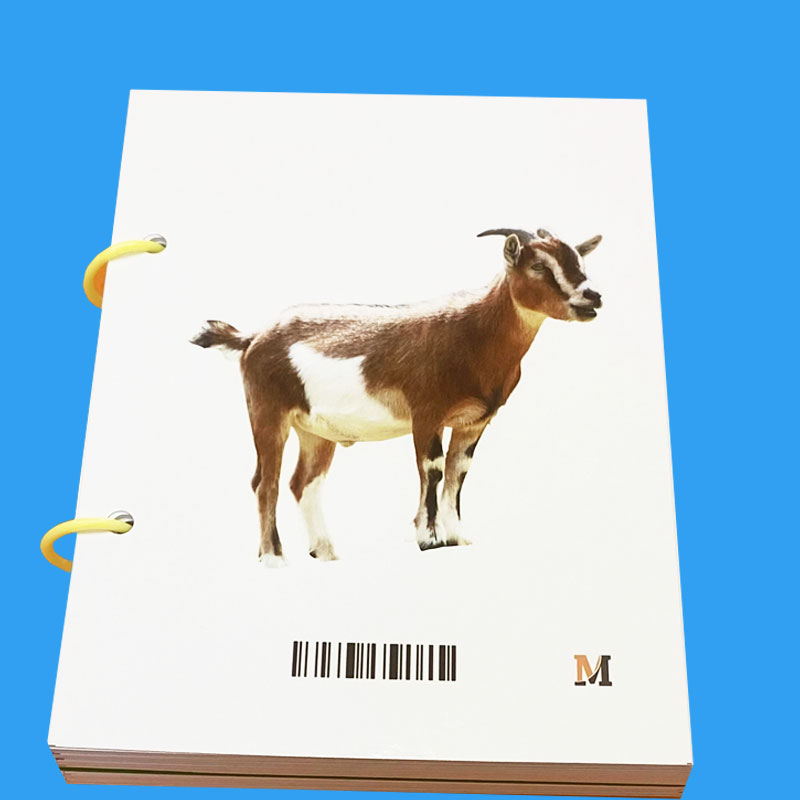 Bộ thẻ tiếng Anh về động vật (khổ lớn A5)