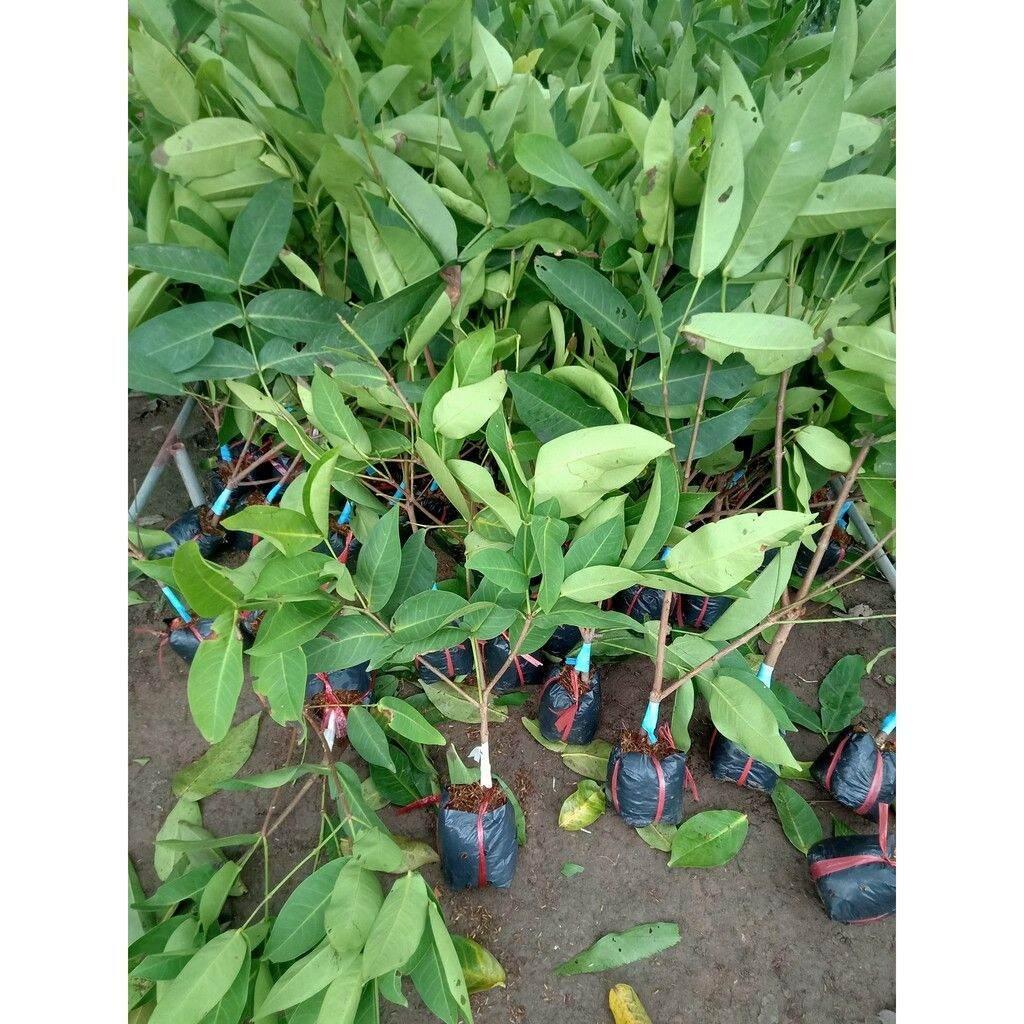 CÂY GIỐNG MẬM An Phước SIÊU SỚM