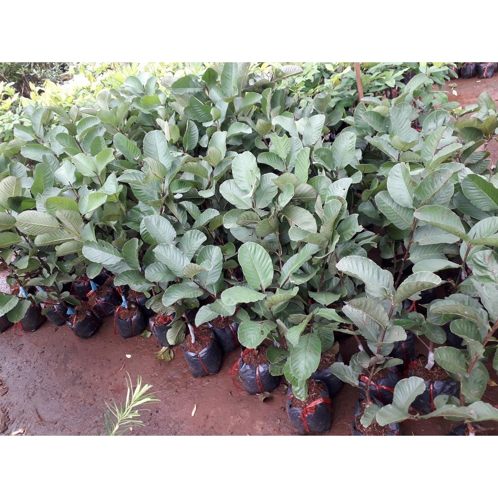 Cây giống Ổi Ruby ruột đỏ QUẢ TO KHÔNG HẠT.