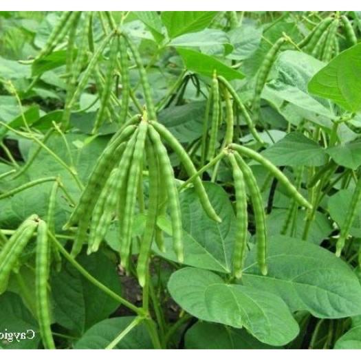 Hạt giống đậu đen xanh lòng - Gói 100gr