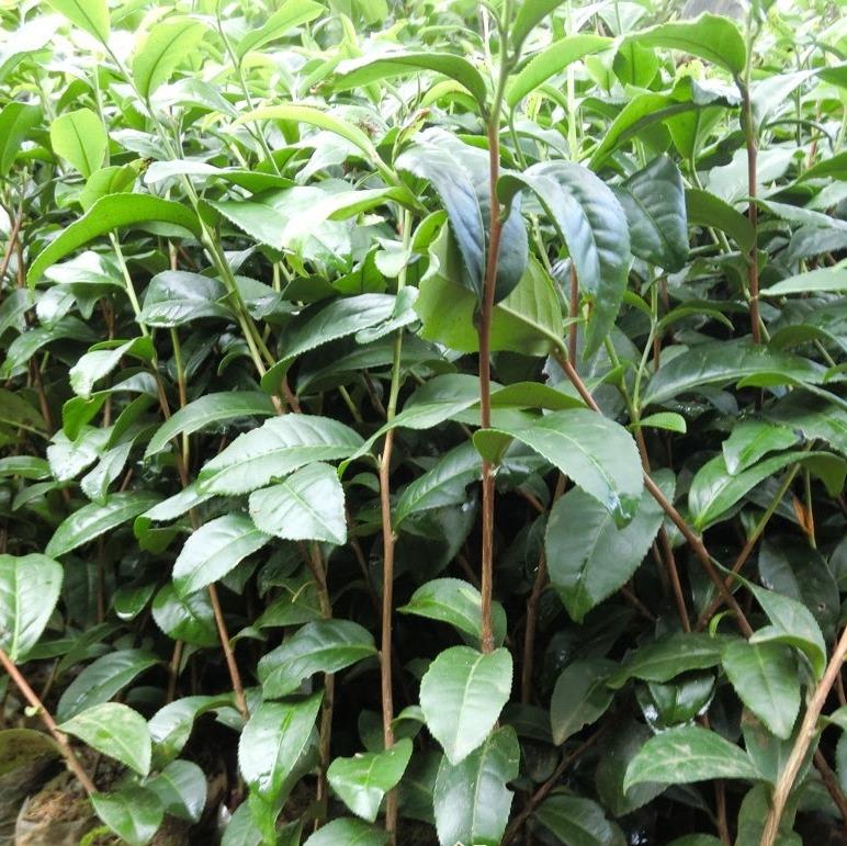 Cây giống CHÈ xanh - CHÈ / San Tuyết - CHÈ TÂN CƯƠNG