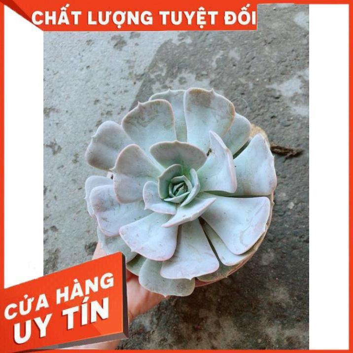 Chậu Sen Đá Hồng Nhiều Người Mua