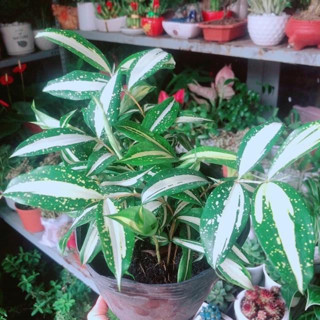 Cây Trúc Nữ Hoàng Giống Mới Lá Trắng