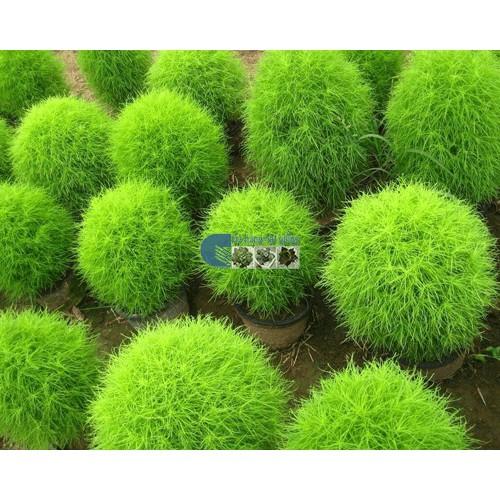 Hạt giống cỏ đổi màu 100 hạt