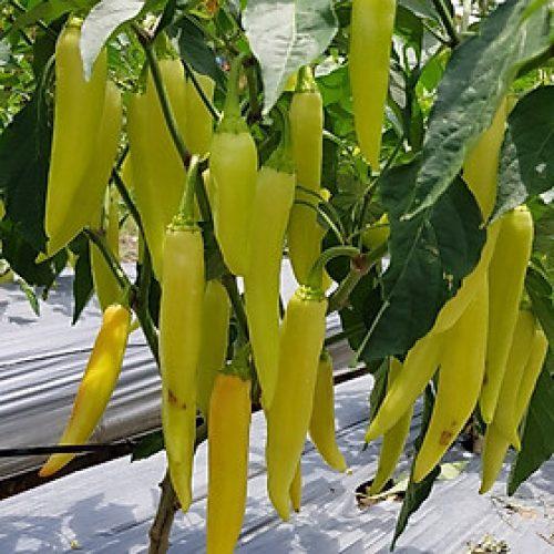 Hạt giống ớt sừng vàng châu phi CT309 - Gói 0.1gram