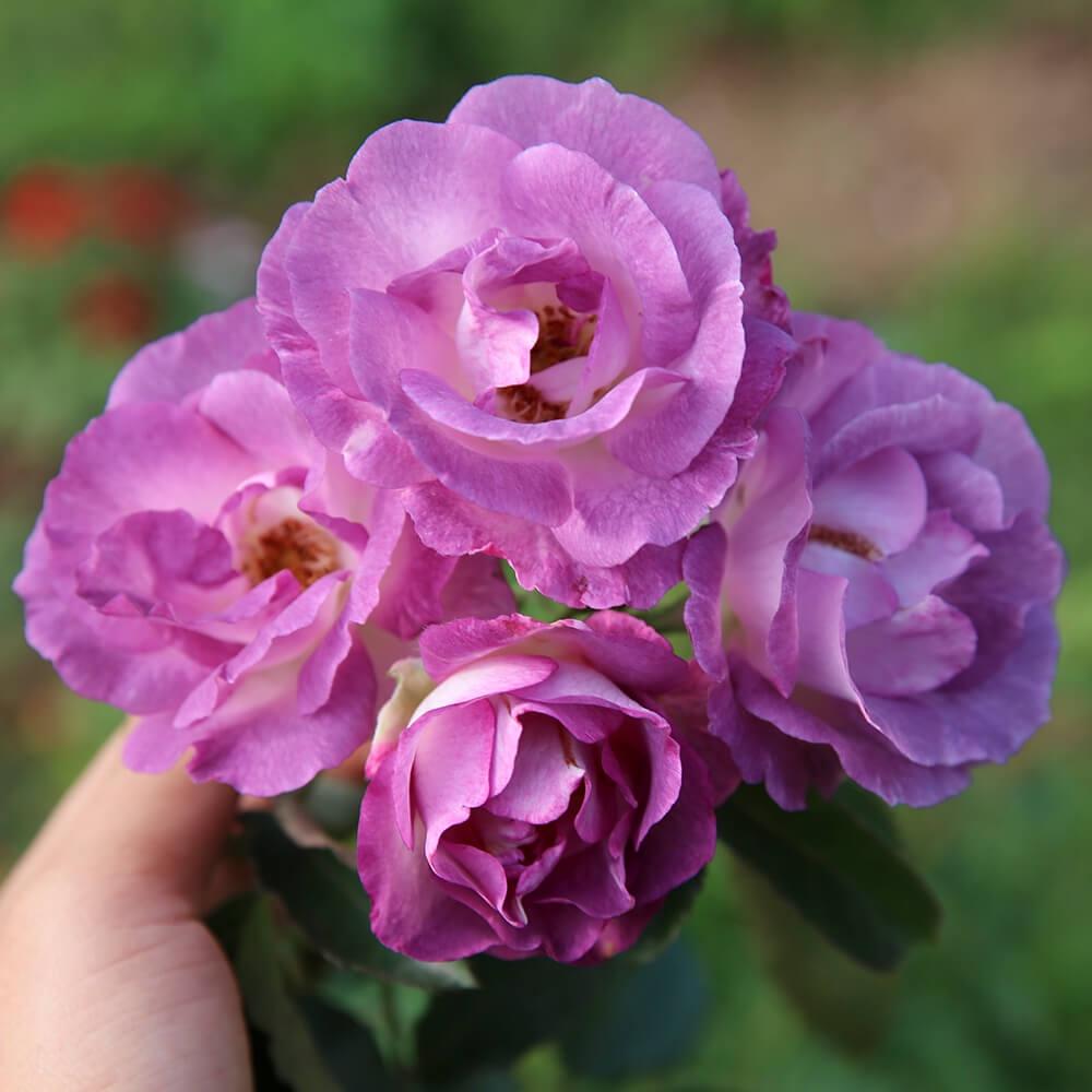 Cây hoa hồng ngoại Blue For You (bụi) Tím Violet đậm - Hoa hồng Thăng Long Flower