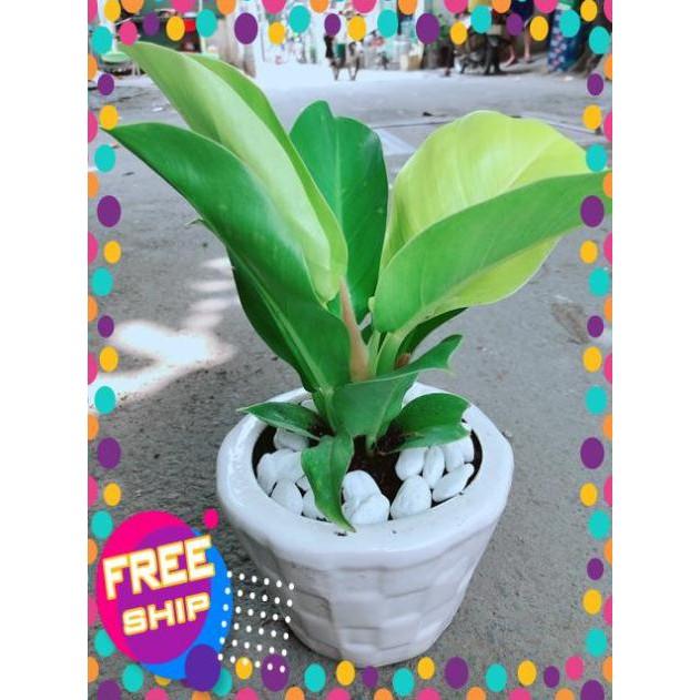 Chậu Trầu Bà Đế Vương