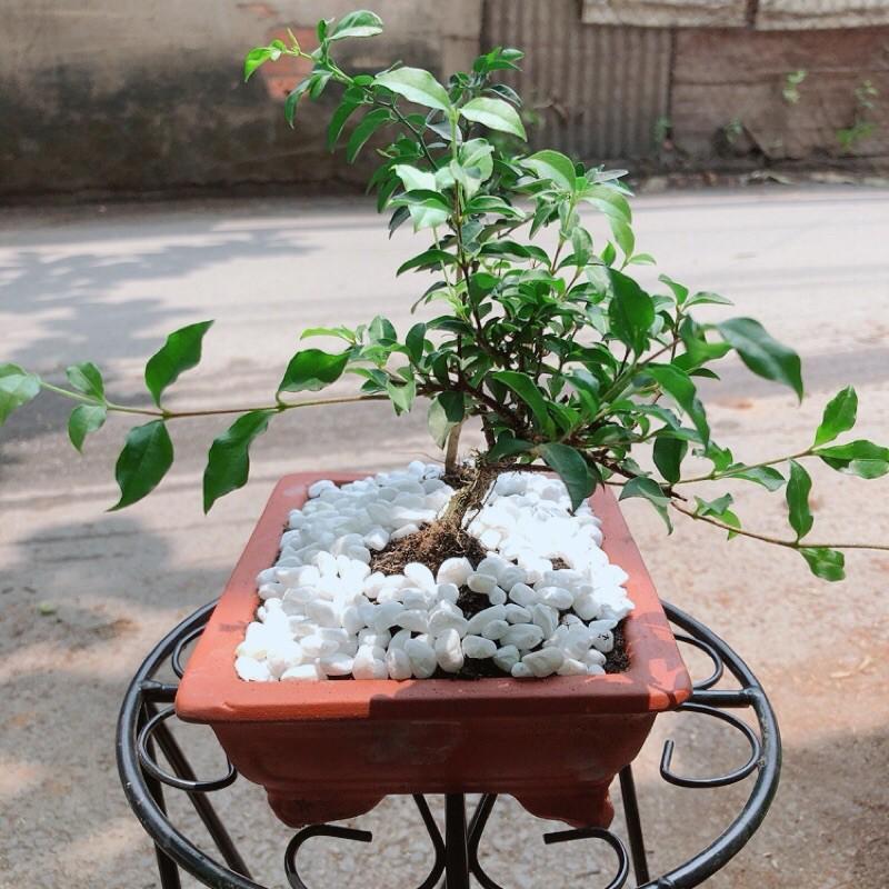 Cây Kim Quýt + Hồng Ngọc Mai + Chậu Gốm
