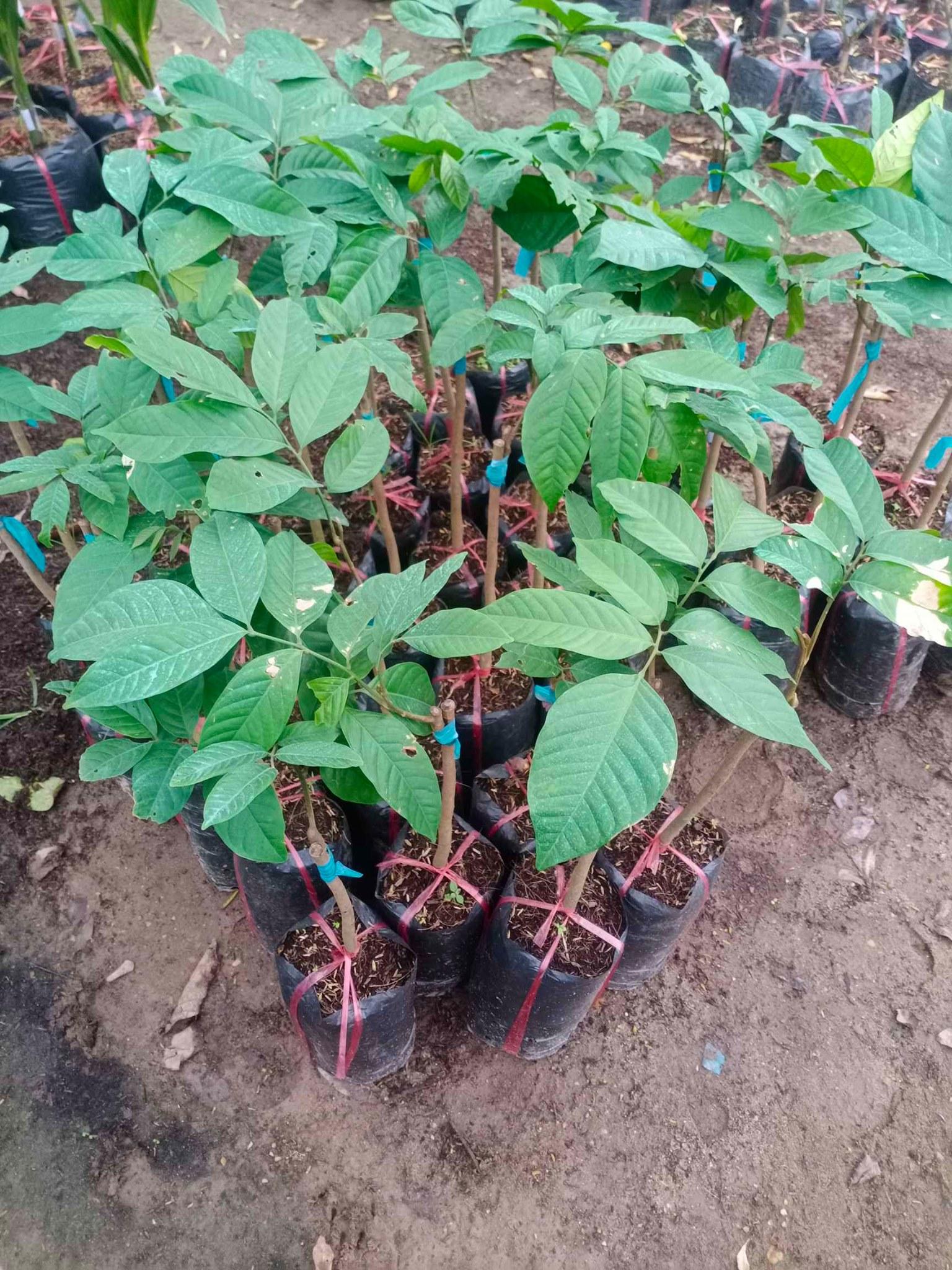 CÂY GIỐNG SẦU RIÊNG MUSANKING