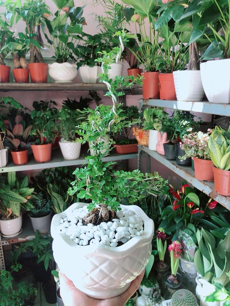 Chậu Cây Cần Thăng