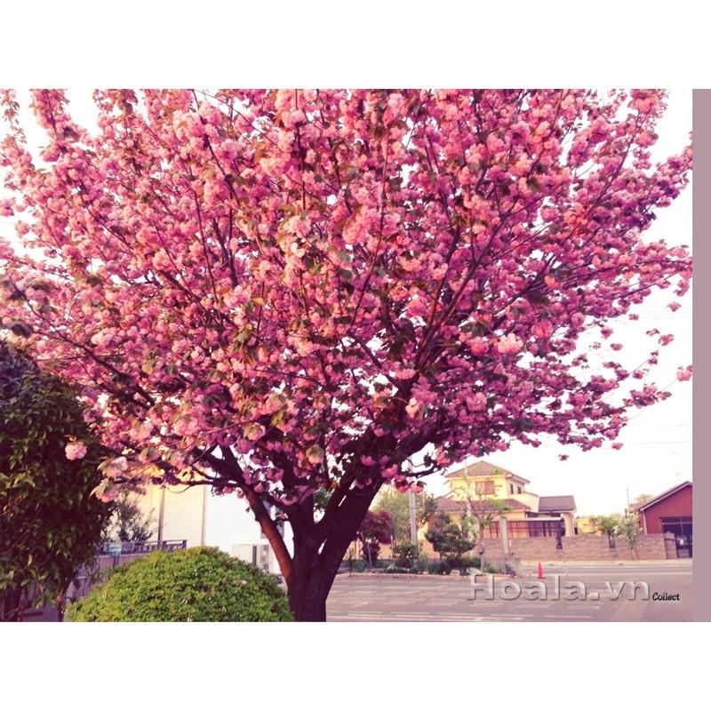 Cây giống hoa anh đào nhật bản