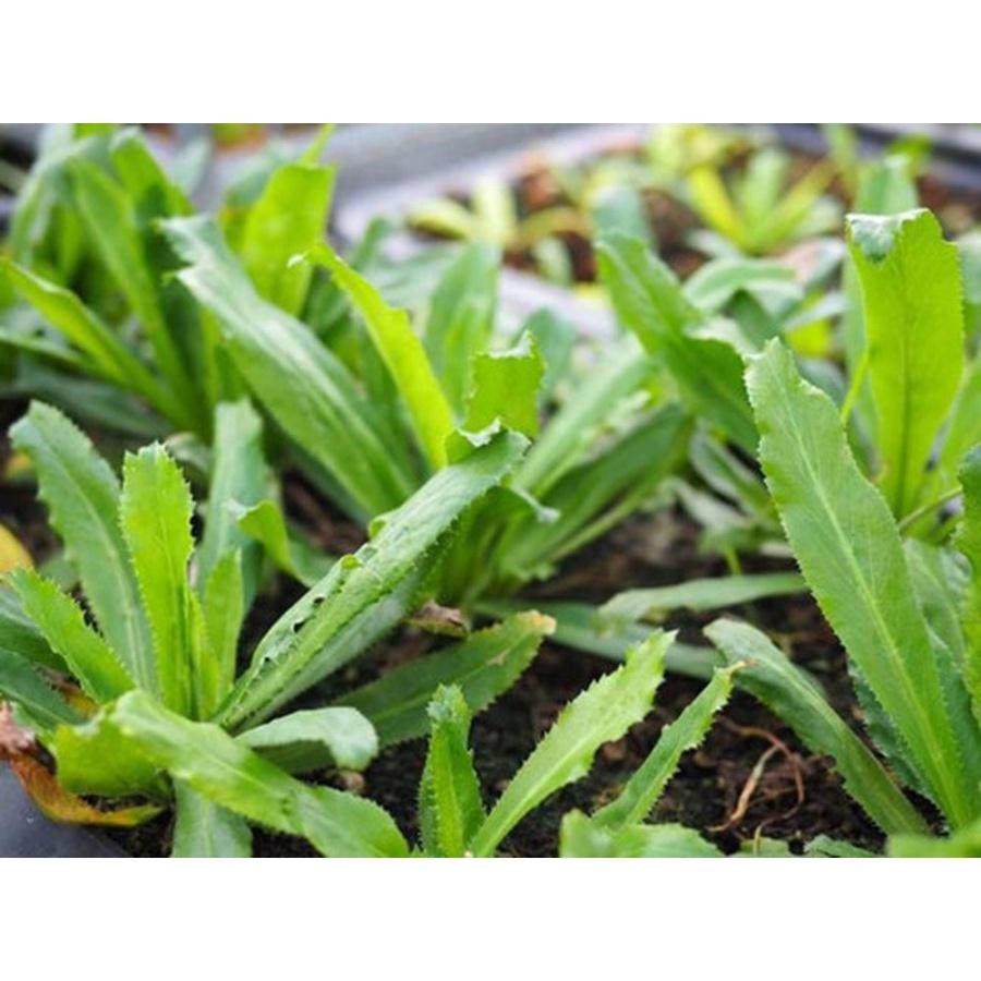 Hạt giống Mùi Tàu lá to, xanh non