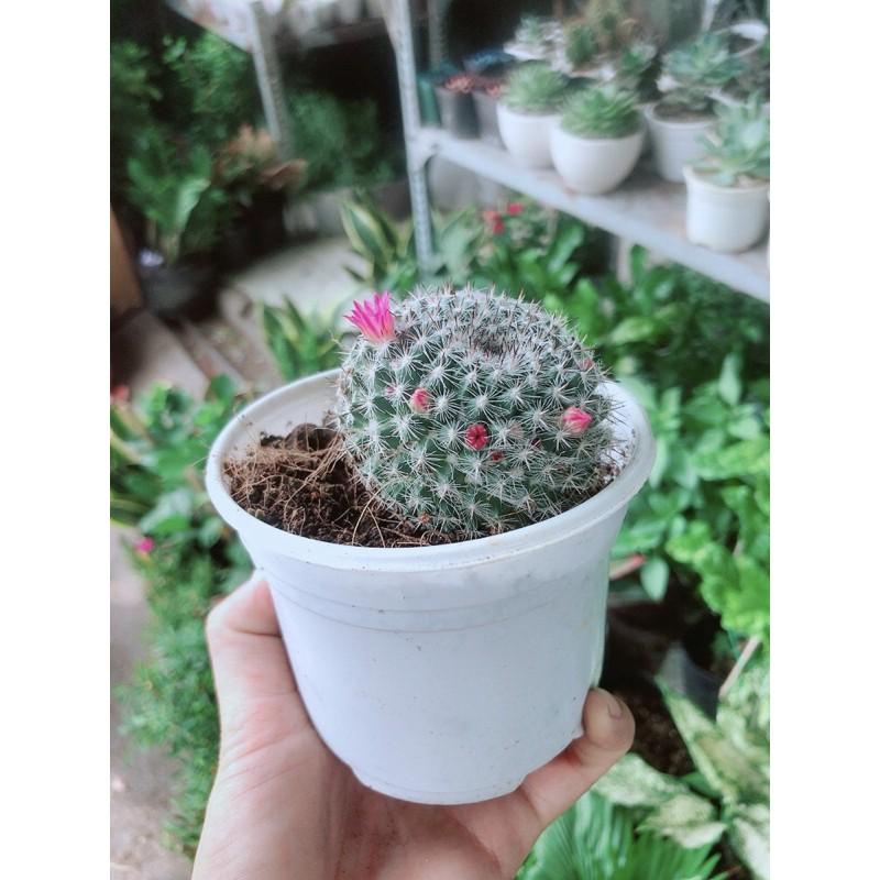 Xương Rồng Nở Hoa