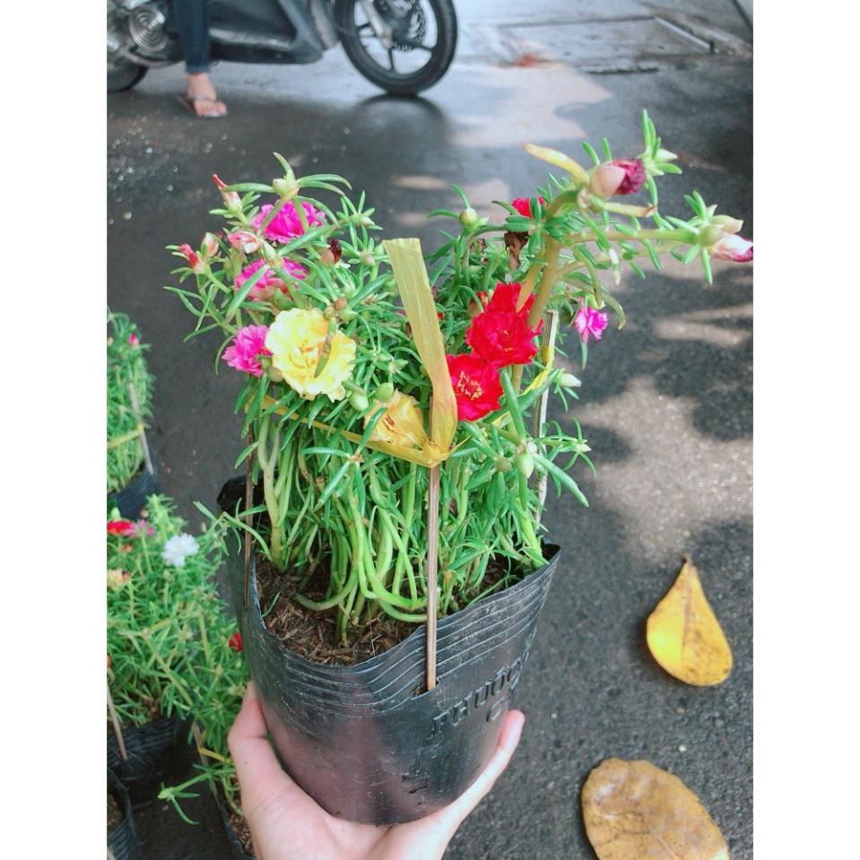 Hoa Mười Giờ Đẹp