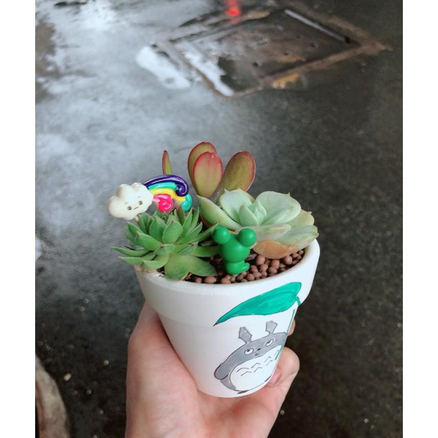 Chậu sen đá tiểu cảnh 9