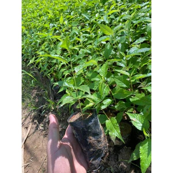 Cây giống HOA ANH ĐÀO cây cao 20cm