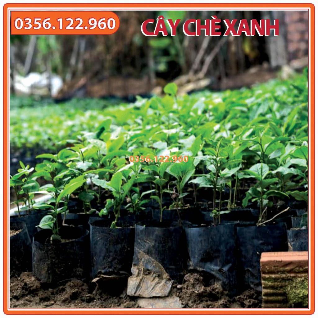 Combo 10 Cây chè xanh giống, trà xanh thái nguyên