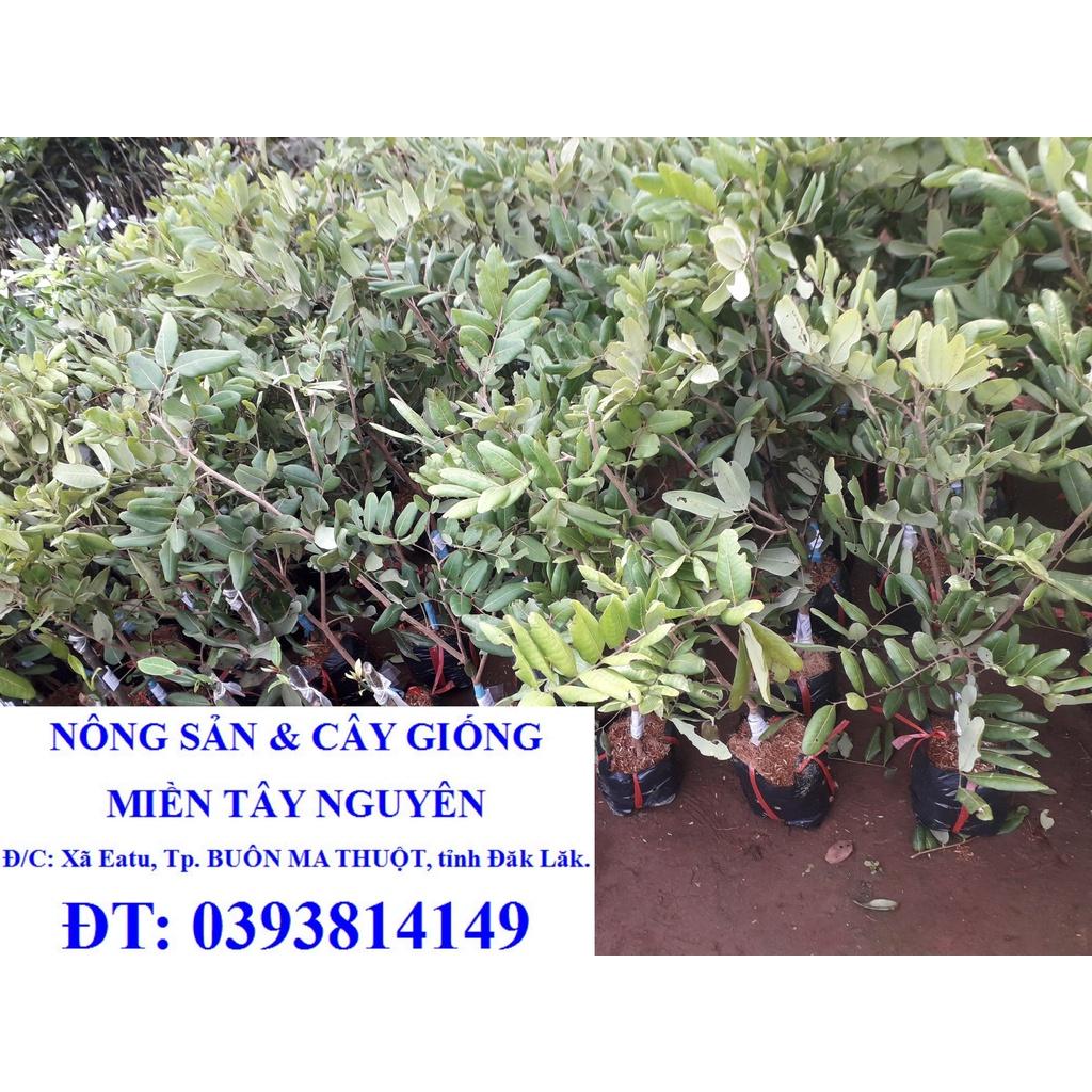Cây giống NHÃN XUỒNG CƠM VÀNG )