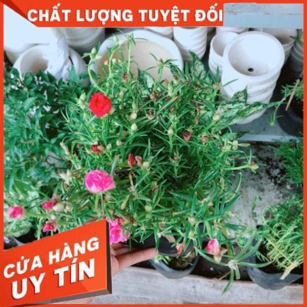 Chậu mười giờ giống khoẻ đẹp