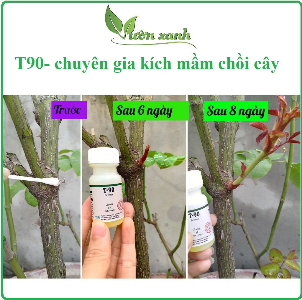 (Tặng siêu lân 40gr kích rễ ) Siêu phẩm kích mầm cho hoa hồng, mai vàng T90, bôi đến đâu bật chồi đến đó