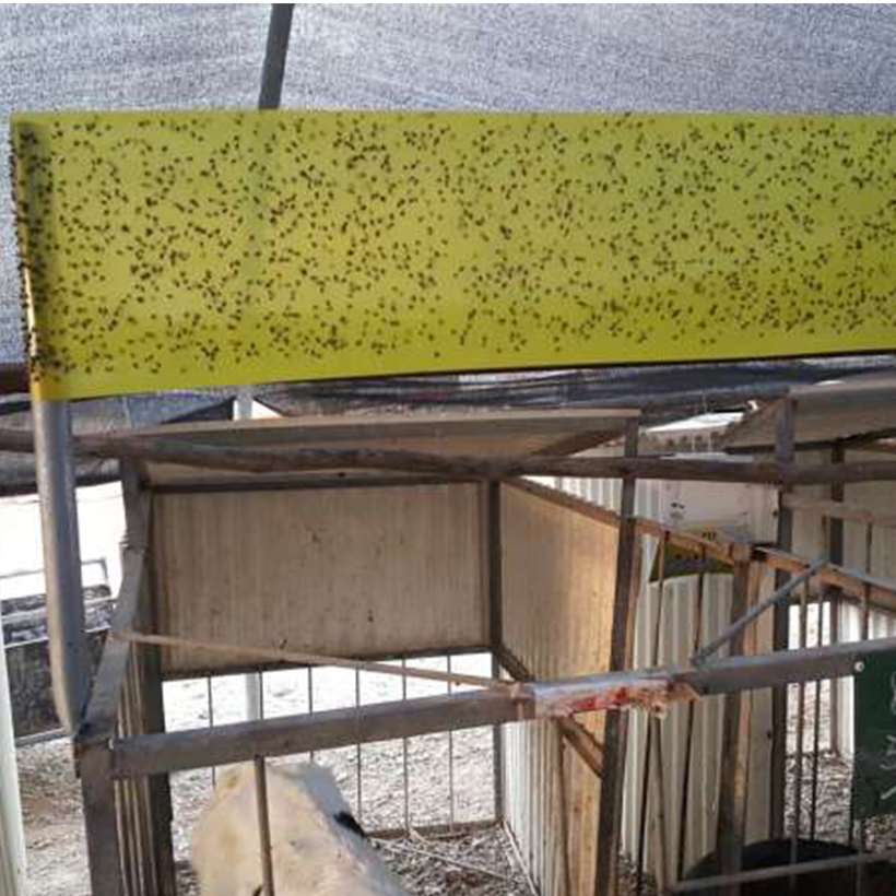 Bẫy Ruồi Nông Nghiệp gây hại Rau Hoa Củ Quả đạt hiệu quả 90% bằng Cuộn Keo Dính Vàng 2 mặt keo , thời gian hiệu lực trên 8 tháng chịu mưa nắng