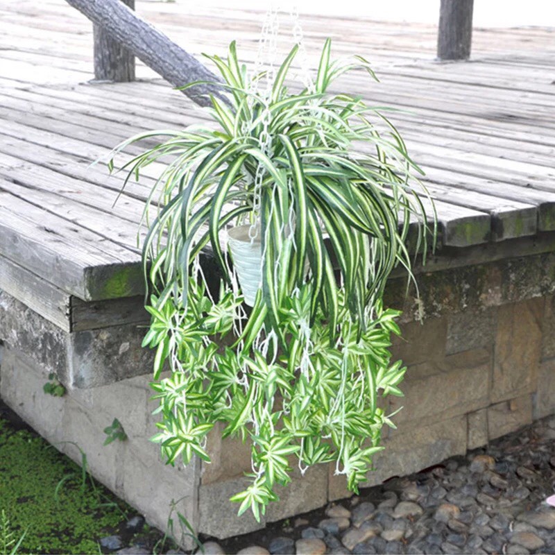 Hoa Giả - Cụm Lá Tóc Tiên Rủ Dài 60cm Loại Đẹp