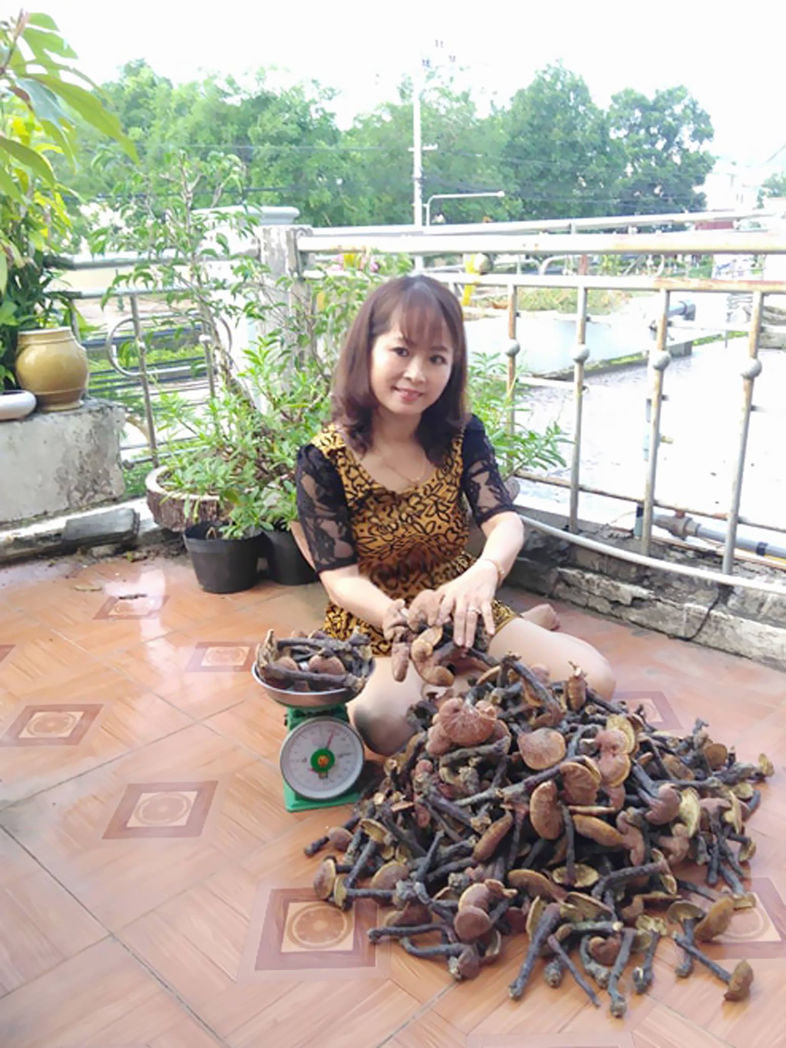 Nấm lim xanh chuẩn rừng Tiên Phước, Quảng Nam