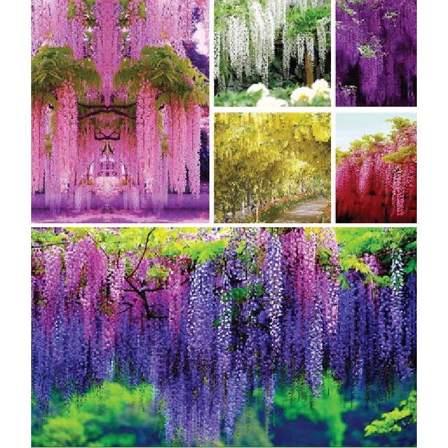 Hạt giống hoa tử đằng nhiều màu KNS3479 - Gói 5 hạt